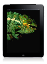 Photo of an iPad with a chameleon